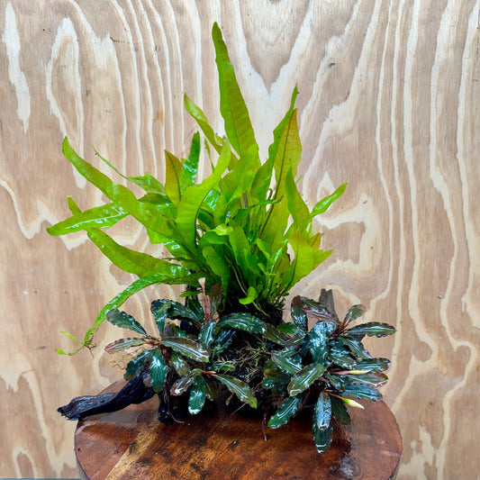 Scapeshop.com.au One Only Double Bucephalandra plus Indo Microsorum (Java Fern) Driftwood Creation - One Only - Jungle Double Bucephalandra plus Indo Microsorum (Java Fern) Driftwood Creation - One Only - Jungle