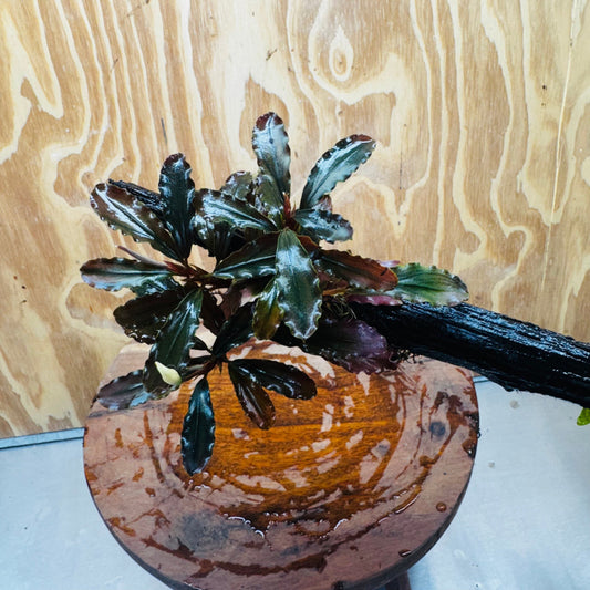 Scapeshop.com.au One Only Double Bucephalandra plus Indo Microsorum (Java Fern) Driftwood Creation - One Only - Jungle Double Bucephalandra plus Indo Microsorum (Java Fern) Driftwood Creation - One Only - Jungle