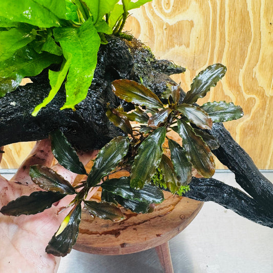 Scapeshop.com.au One Only Double Bucephalandra plus Indo Microsorum (Java Fern) Driftwood Creation - One Only - Jungle Double Bucephalandra plus Indo Microsorum (Java Fern) Driftwood Creation - One Only - Jungle