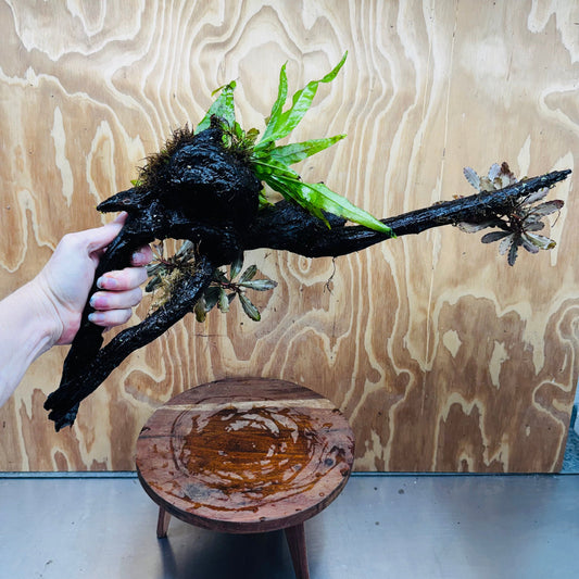 Scapeshop.com.au One Only Double Bucephalandra plus Indo Microsorum (Java Fern) Driftwood Creation - One Only - Jungle Double Bucephalandra plus Indo Microsorum (Java Fern) Driftwood Creation - One Only - Jungle