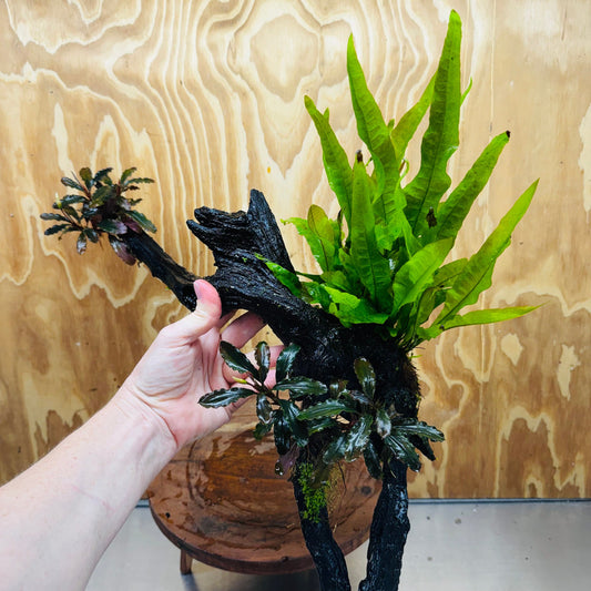 Scapeshop.com.au One Only Double Bucephalandra plus Indo Microsorum (Java Fern) Driftwood Creation - One Only - Jungle Double Bucephalandra plus Indo Microsorum (Java Fern) Driftwood Creation - One Only - Jungle