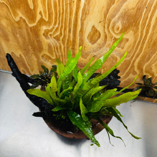 Scapeshop.com.au One Only Double Bucephalandra plus Indo Microsorum (Java Fern) Driftwood Creation - One Only - Jungle Double Bucephalandra plus Indo Microsorum (Java Fern) Driftwood Creation - One Only - Jungle