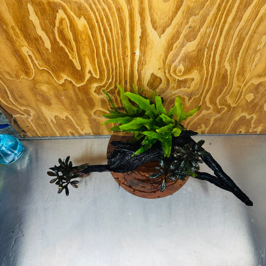 Scapeshop.com.au One Only Double Bucephalandra plus Indo Microsorum (Java Fern) Driftwood Creation - One Only - Jungle Double Bucephalandra plus Indo Microsorum (Java Fern) Driftwood Creation - One Only - Jungle