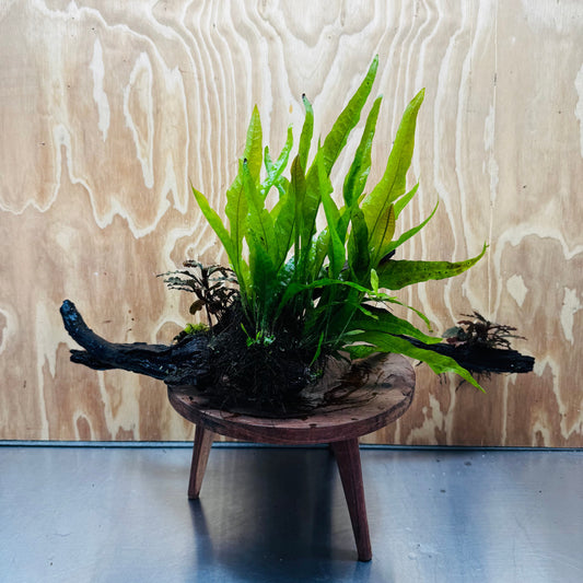 Scapeshop.com.au One Only Double Bucephalandra plus Indo Microsorum (Java Fern) Driftwood Creation - One Only - Jungle Double Bucephalandra plus Indo Microsorum (Java Fern) Driftwood Creation - One Only - Jungle