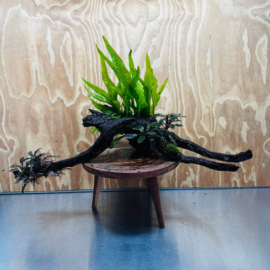 Scapeshop.com.au One Only Double Bucephalandra plus Indo Microsorum (Java Fern) Driftwood Creation - One Only - Jungle Double Bucephalandra plus Indo Microsorum (Java Fern) Driftwood Creation - One Only - Jungle