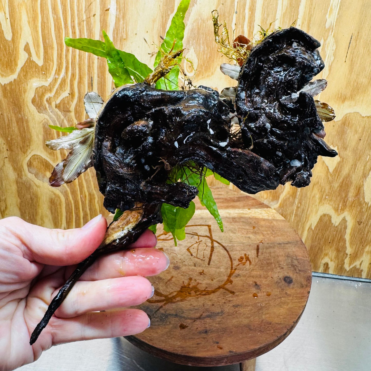 Scapeshop.com.au One Only Double Bucephalandra plus Indo Microsorum (Java Fern) Driftwood Creation - One Only - Jungle Double Bucephalandra plus Indo Microsorum (Java Fern) Driftwood Creation - One Only - Jungle