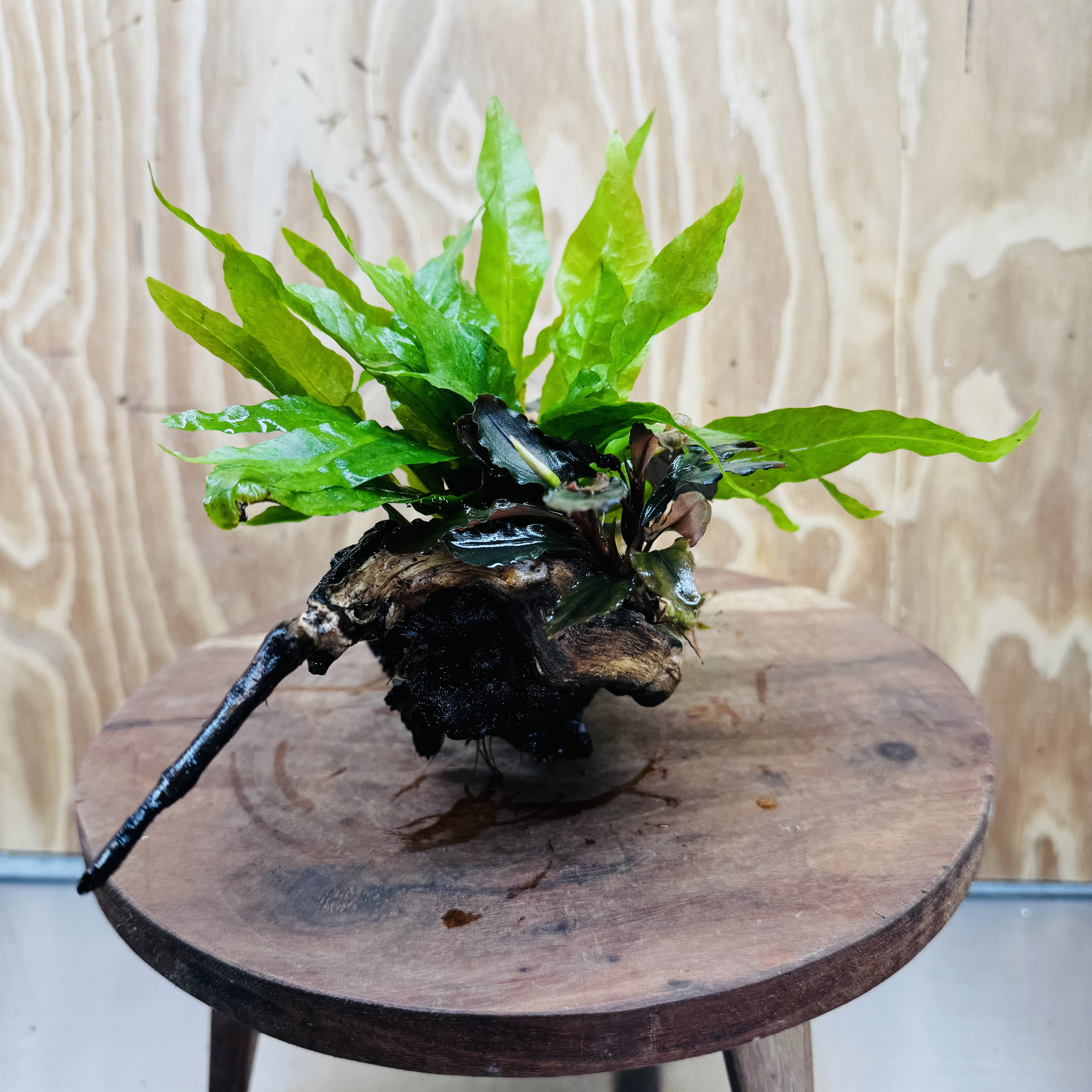 Scapeshop.com.au One Only Double Bucephalandra plus Indo Microsorum (Java Fern) Driftwood Creation - One Only - Jungle Double Bucephalandra plus Indo Microsorum (Java Fern) Driftwood Creation - One Only - Jungle