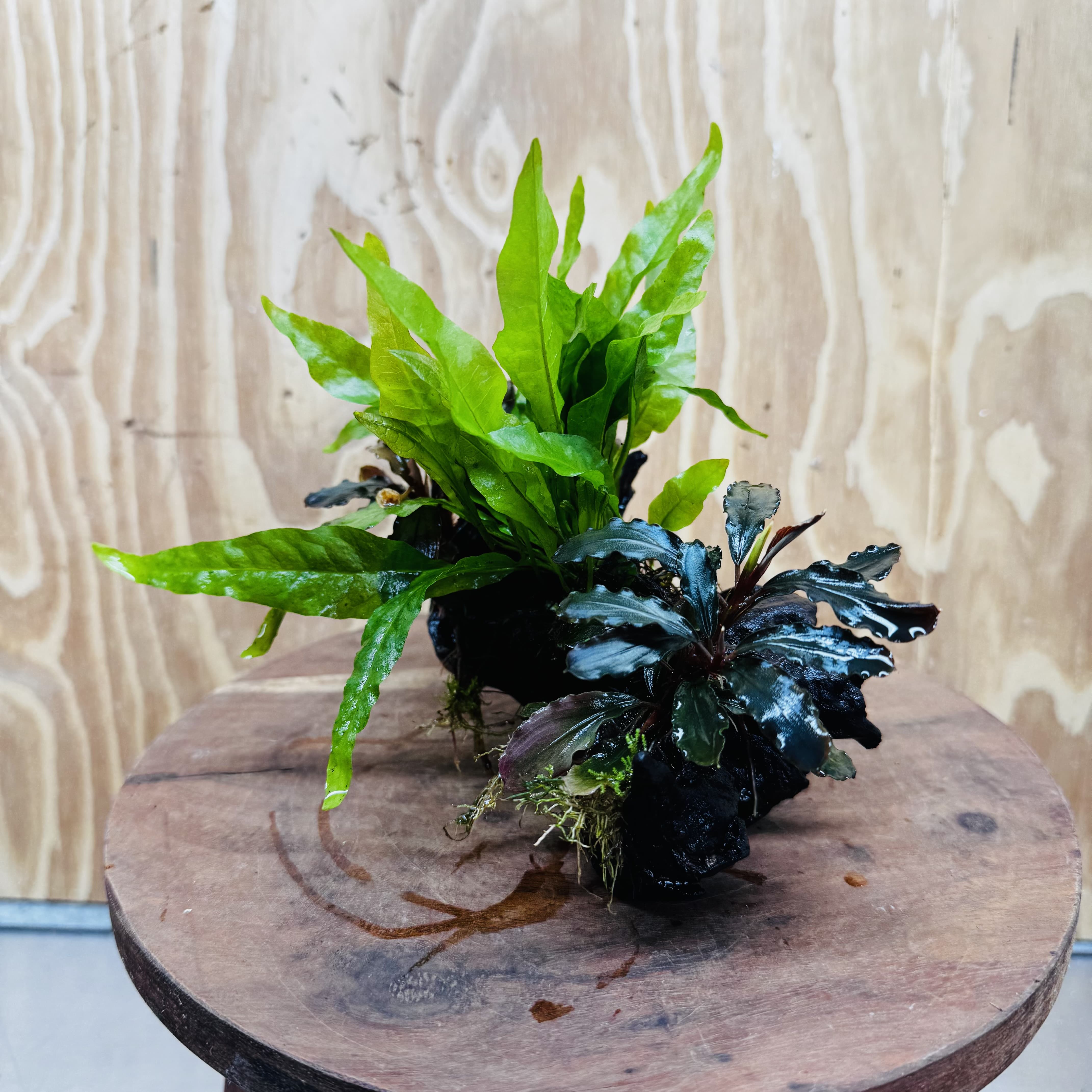 Scapeshop.com.au One Only Double Bucephalandra plus Indo Microsorum (Java Fern) Driftwood Creation - One Only - Jungle Double Bucephalandra plus Indo Microsorum (Java Fern) Driftwood Creation - One Only - Jungle