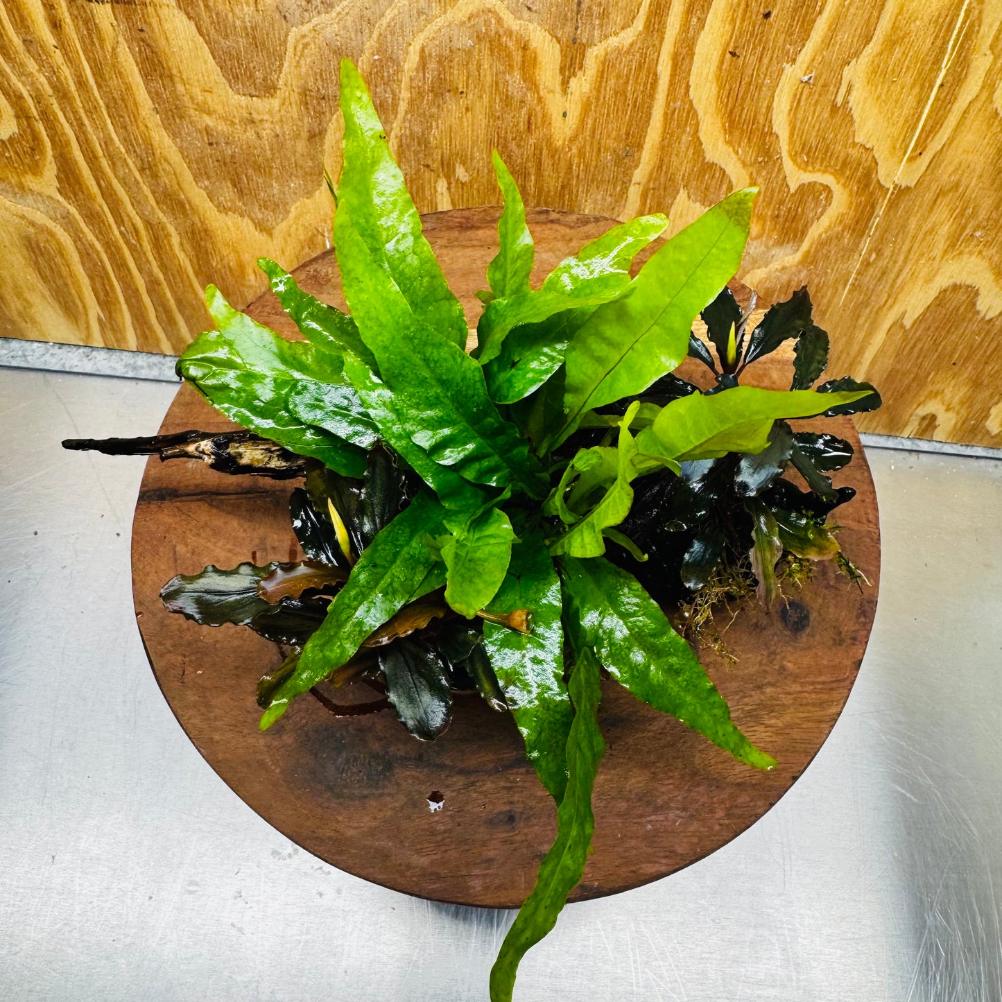 Scapeshop.com.au One Only Double Bucephalandra plus Indo Microsorum (Java Fern) Driftwood Creation - One Only - Jungle Double Bucephalandra plus Indo Microsorum (Java Fern) Driftwood Creation - One Only - Jungle