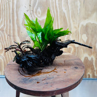 Scapeshop.com.au One Only Double Bucephalandra plus Indo Microsorum (Java Fern) Driftwood Creation - One Only - Jungle Double Bucephalandra plus Indo Microsorum (Java Fern) Driftwood Creation - One Only - Jungle