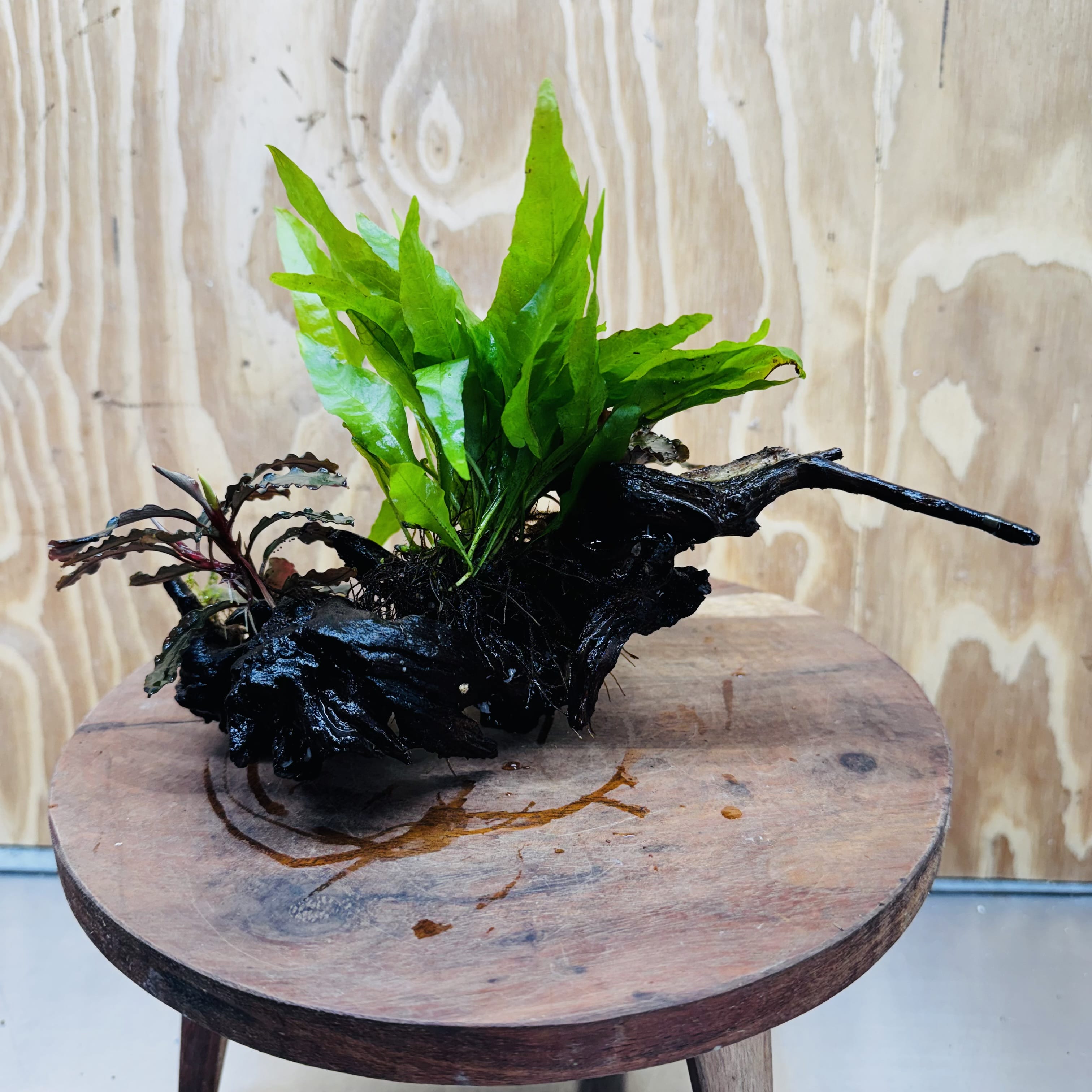 Scapeshop.com.au One Only Double Bucephalandra plus Indo Microsorum (Java Fern) Driftwood Creation - One Only - Jungle Double Bucephalandra plus Indo Microsorum (Java Fern) Driftwood Creation - One Only - Jungle
