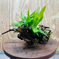 Scapeshop.com.au One Only Double Bucephalandra plus Indo Microsorum (Java Fern) Driftwood Creation - One Only - Jungle Double Bucephalandra plus Indo Microsorum (Java Fern) Driftwood Creation - One Only - Jungle