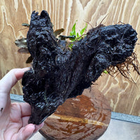 Scapeshop.com.au One Only Double Bucephalandra plus Indo Microsorum (Java Fern) Driftwood Creation - One Only - Jungle Double Bucephalandra plus Indo Microsorum (Java Fern) Driftwood Creation - One Only - Jungle