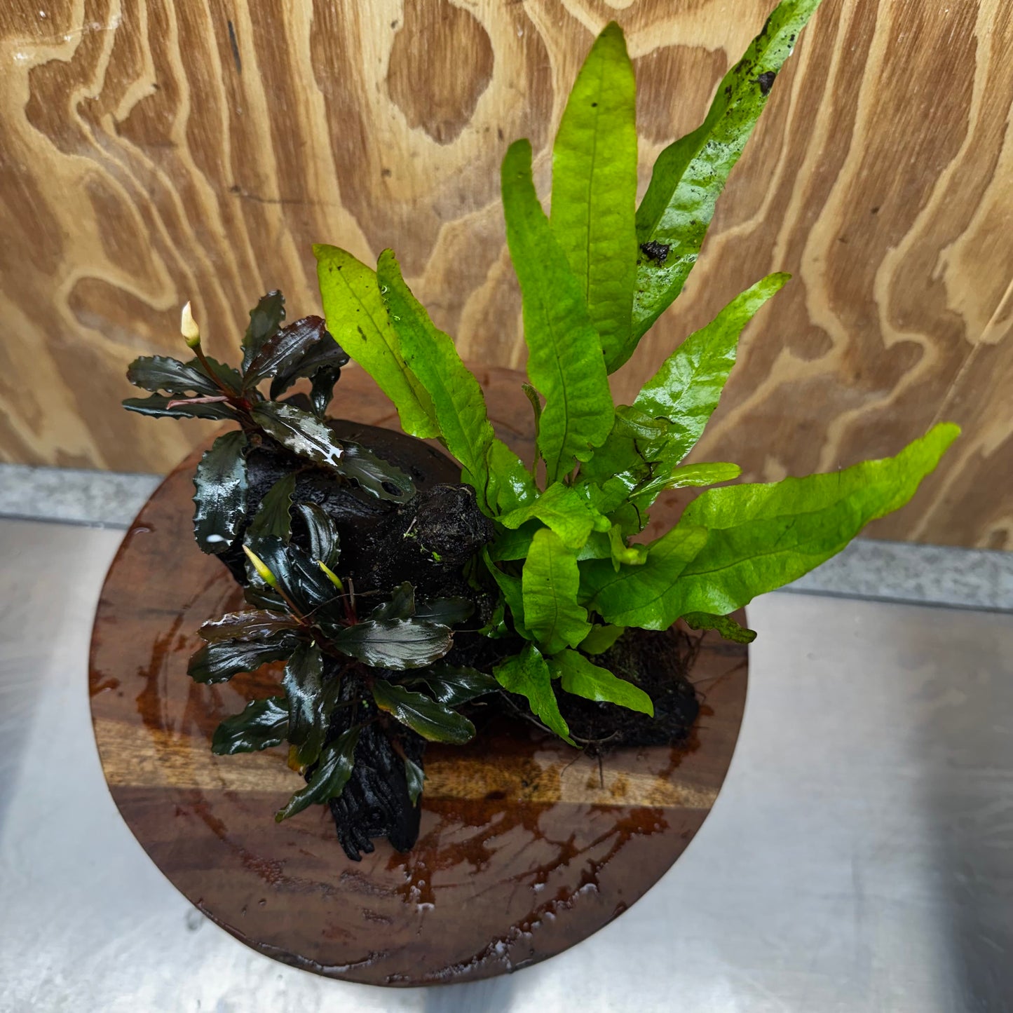 Scapeshop.com.au One Only Double Bucephalandra plus Indo Microsorum (Java Fern) Driftwood Creation - One Only - Jungle Double Bucephalandra plus Indo Microsorum (Java Fern) Driftwood Creation - One Only - Jungle