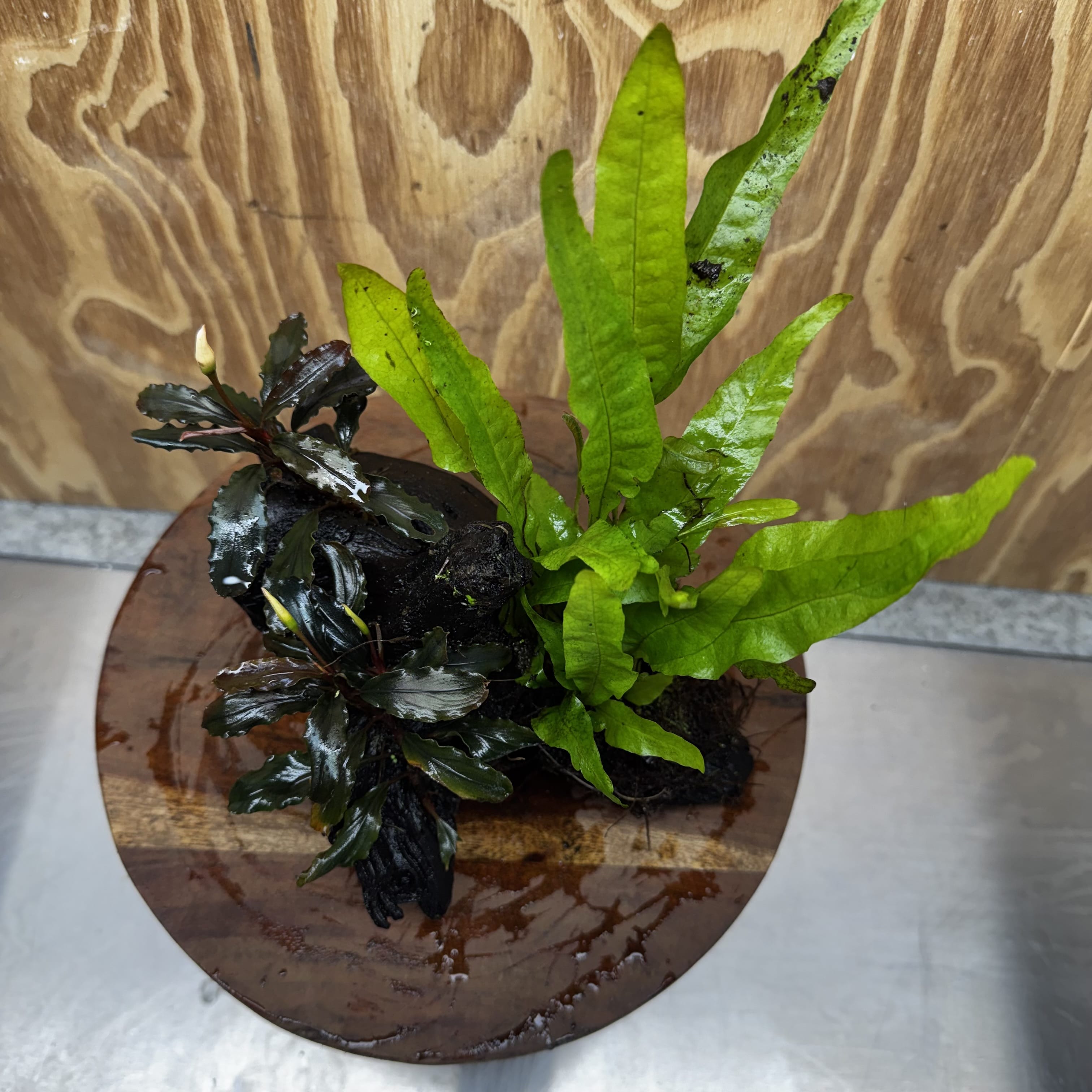 Scapeshop.com.au One Only Double Bucephalandra plus Indo Microsorum (Java Fern) Driftwood Creation - One Only - Jungle Double Bucephalandra plus Indo Microsorum (Java Fern) Driftwood Creation - One Only - Jungle