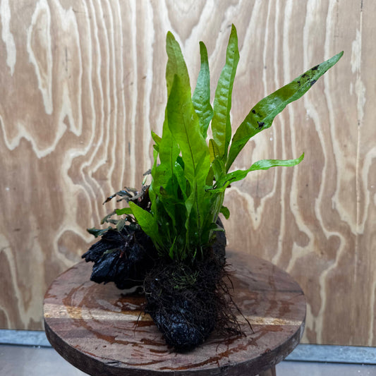 Scapeshop.com.au One Only Double Bucephalandra plus Indo Microsorum (Java Fern) Driftwood Creation - One Only - Jungle Double Bucephalandra plus Indo Microsorum (Java Fern) Driftwood Creation - One Only - Jungle