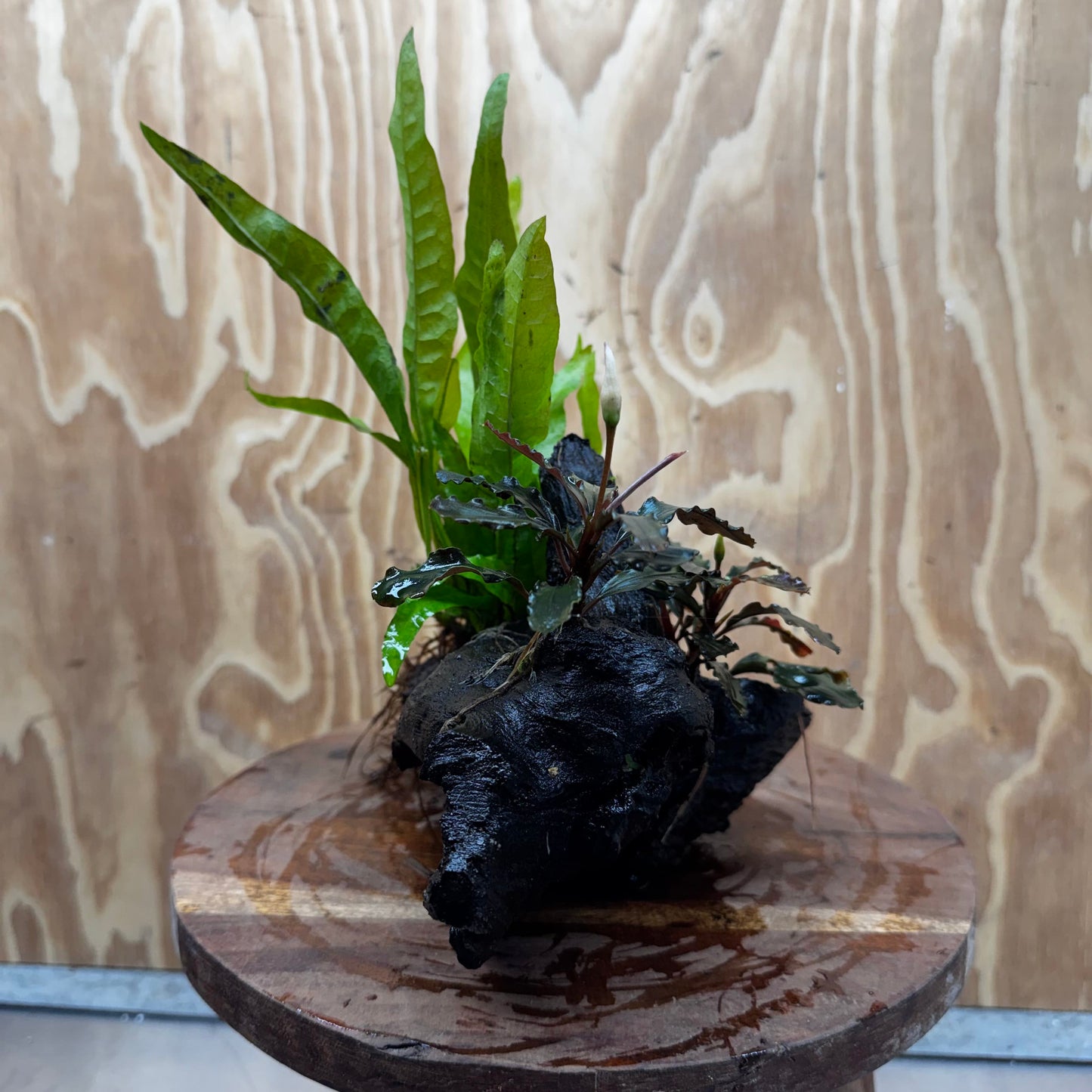Scapeshop.com.au One Only Double Bucephalandra plus Indo Microsorum (Java Fern) Driftwood Creation - One Only - Jungle Double Bucephalandra plus Indo Microsorum (Java Fern) Driftwood Creation - One Only - Jungle