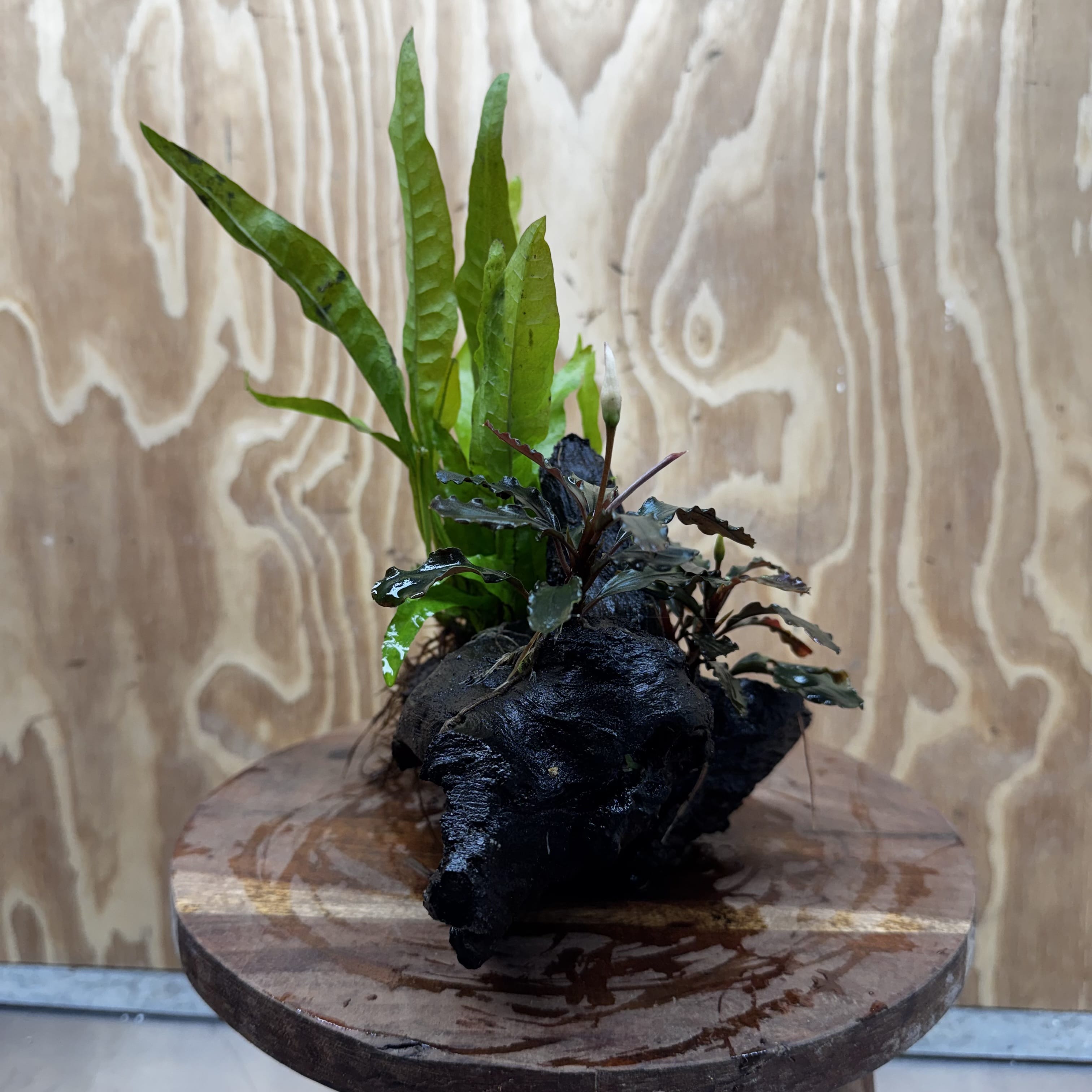 Scapeshop.com.au One Only Double Bucephalandra plus Indo Microsorum (Java Fern) Driftwood Creation - One Only - Jungle Double Bucephalandra plus Indo Microsorum (Java Fern) Driftwood Creation - One Only - Jungle