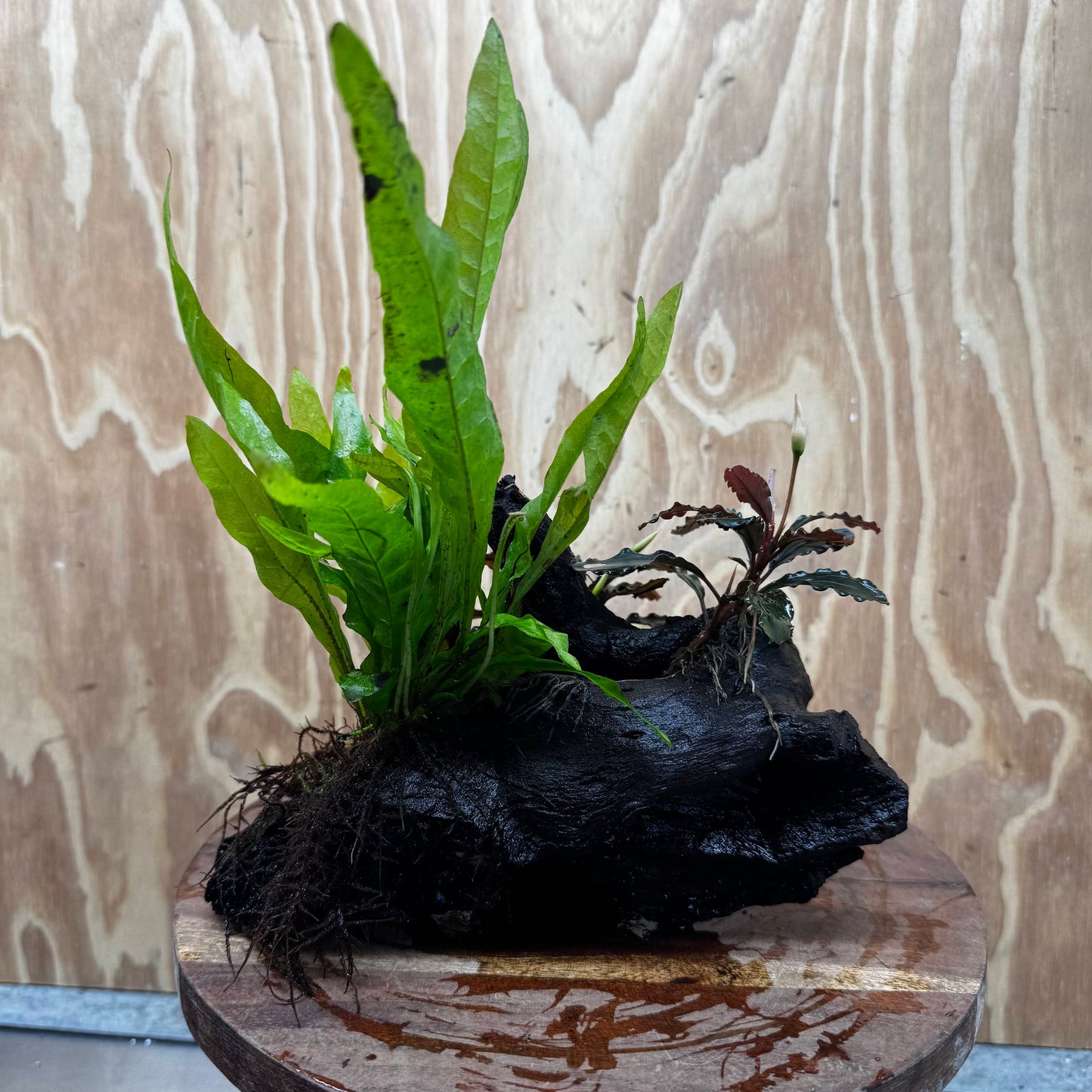 Scapeshop.com.au One Only Double Bucephalandra plus Indo Microsorum (Java Fern) Driftwood Creation - One Only - Jungle Double Bucephalandra plus Indo Microsorum (Java Fern) Driftwood Creation - One Only - Jungle
