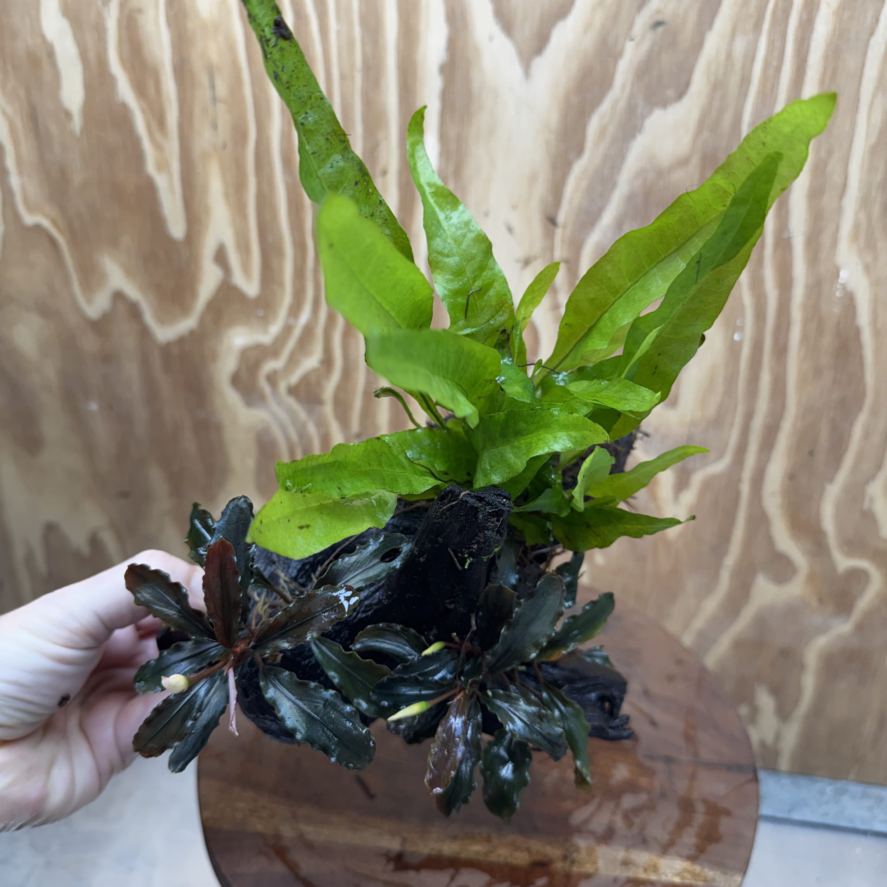 Scapeshop.com.au One Only Double Bucephalandra plus Indo Microsorum (Java Fern) Driftwood Creation - One Only - Jungle Double Bucephalandra plus Indo Microsorum (Java Fern) Driftwood Creation - One Only - Jungle