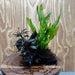 Scapeshop.com.au One Only Double Bucephalandra plus Indo Microsorum (Java Fern) Driftwood Creation - One Only - Jungle Double Bucephalandra plus Indo Microsorum (Java Fern) Driftwood Creation - One Only - Jungle