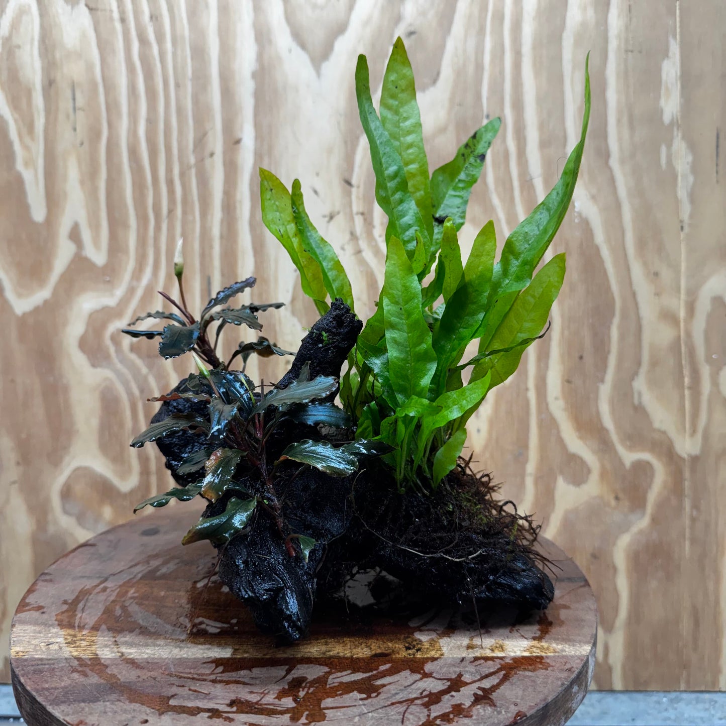 Scapeshop.com.au One Only Double Bucephalandra plus Indo Microsorum (Java Fern) Driftwood Creation - One Only - Jungle Double Bucephalandra plus Indo Microsorum (Java Fern) Driftwood Creation - One Only - Jungle