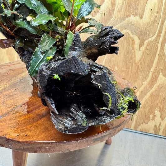 Scapeshop.com.au One Only Double Bucephalandra plus Indo Microsorum (Java Fern) Driftwood Creation - One Only - Lush Double Bucephalandra plus Indo Microsorum (Java Fern) Driftwood Creation - One Only - Lush