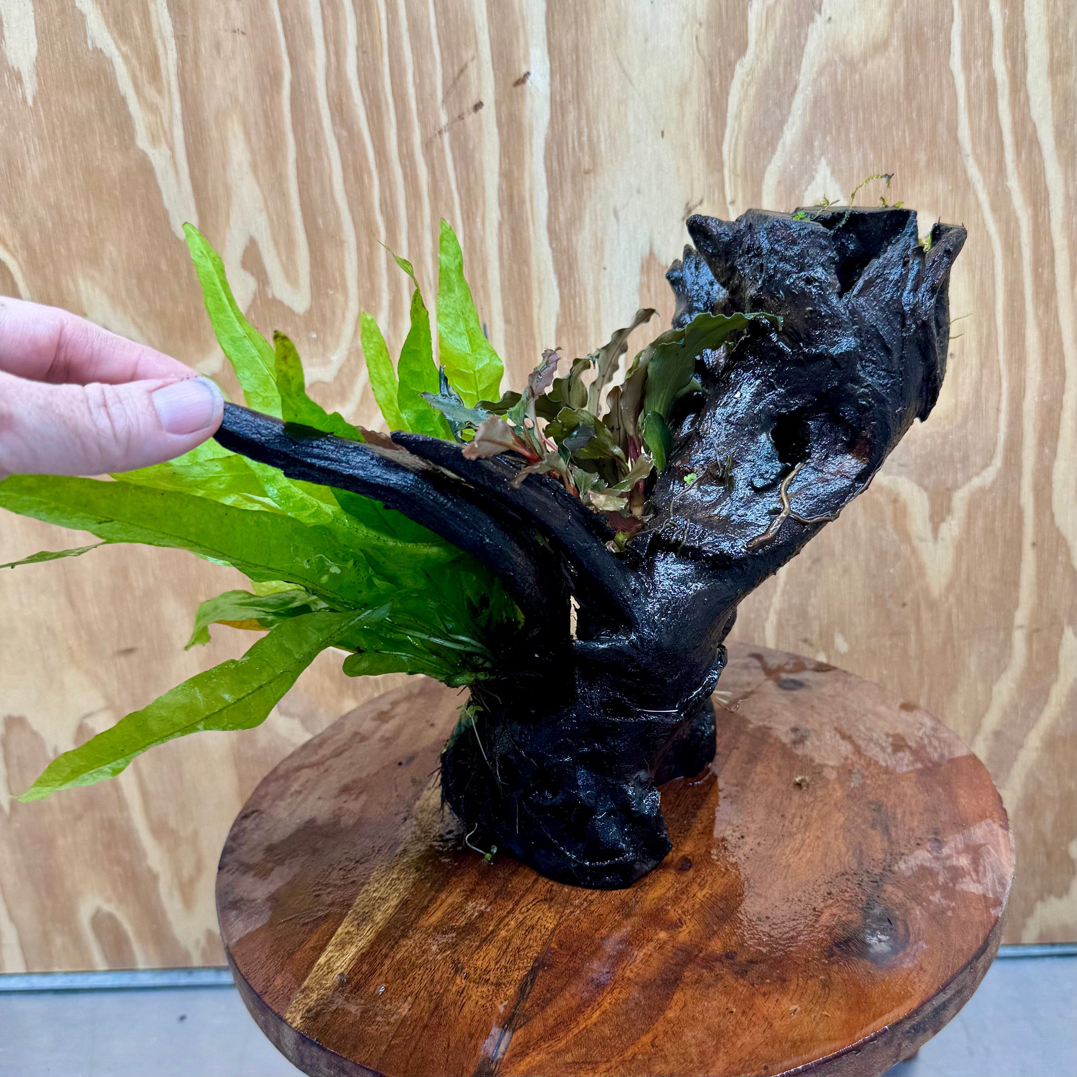 Scapeshop.com.au One Only Double Bucephalandra plus Indo Microsorum (Java Fern) Driftwood Creation - One Only - Lush Double Bucephalandra plus Indo Microsorum (Java Fern) Driftwood Creation - One Only - Lush