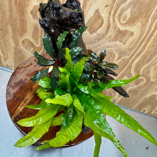 Scapeshop.com.au One Only Double Bucephalandra plus Indo Microsorum (Java Fern) Driftwood Creation - One Only - Lush Double Bucephalandra plus Indo Microsorum (Java Fern) Driftwood Creation - One Only - Lush