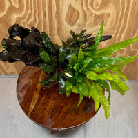 Scapeshop.com.au One Only Double Bucephalandra plus Indo Microsorum (Java Fern) Driftwood Creation - One Only - Lush Double Bucephalandra plus Indo Microsorum (Java Fern) Driftwood Creation - One Only - Lush