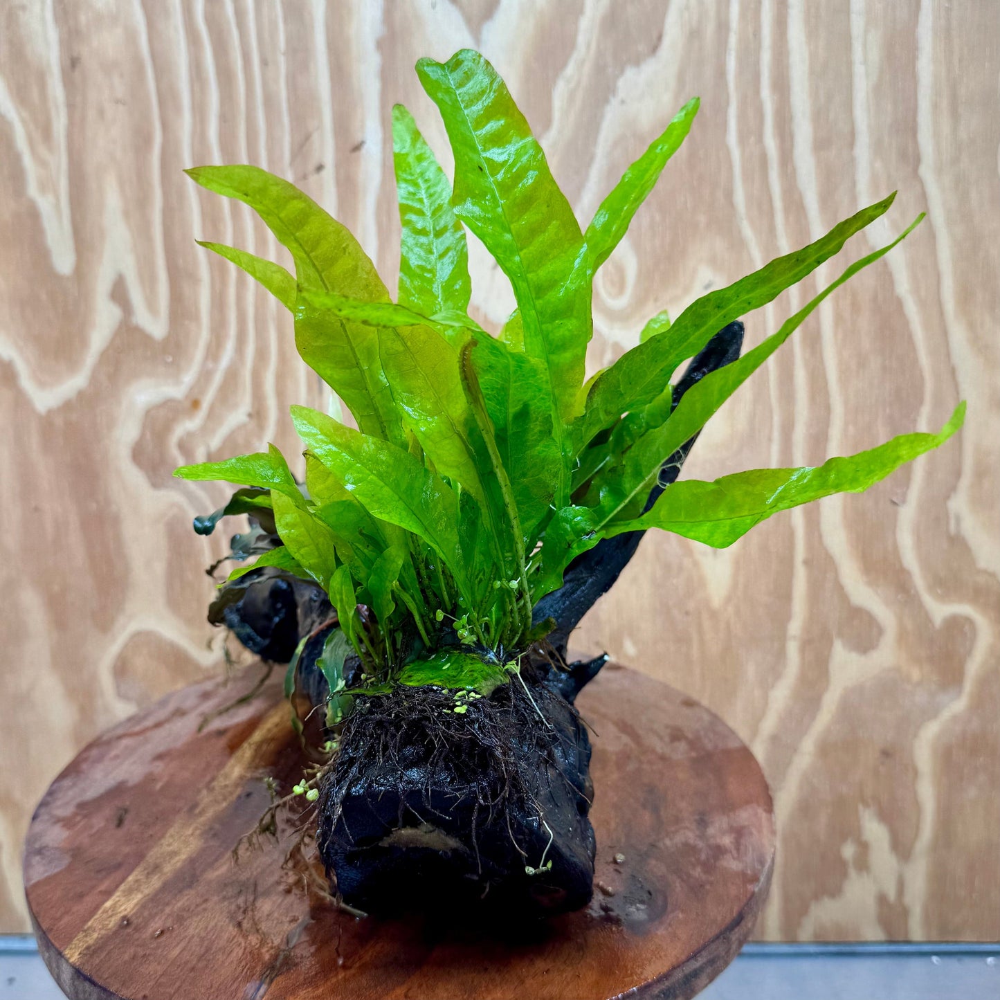 Scapeshop.com.au One Only Double Bucephalandra plus Indo Microsorum (Java Fern) Driftwood Creation - One Only - Lush Double Bucephalandra plus Indo Microsorum (Java Fern) Driftwood Creation - One Only - Lush