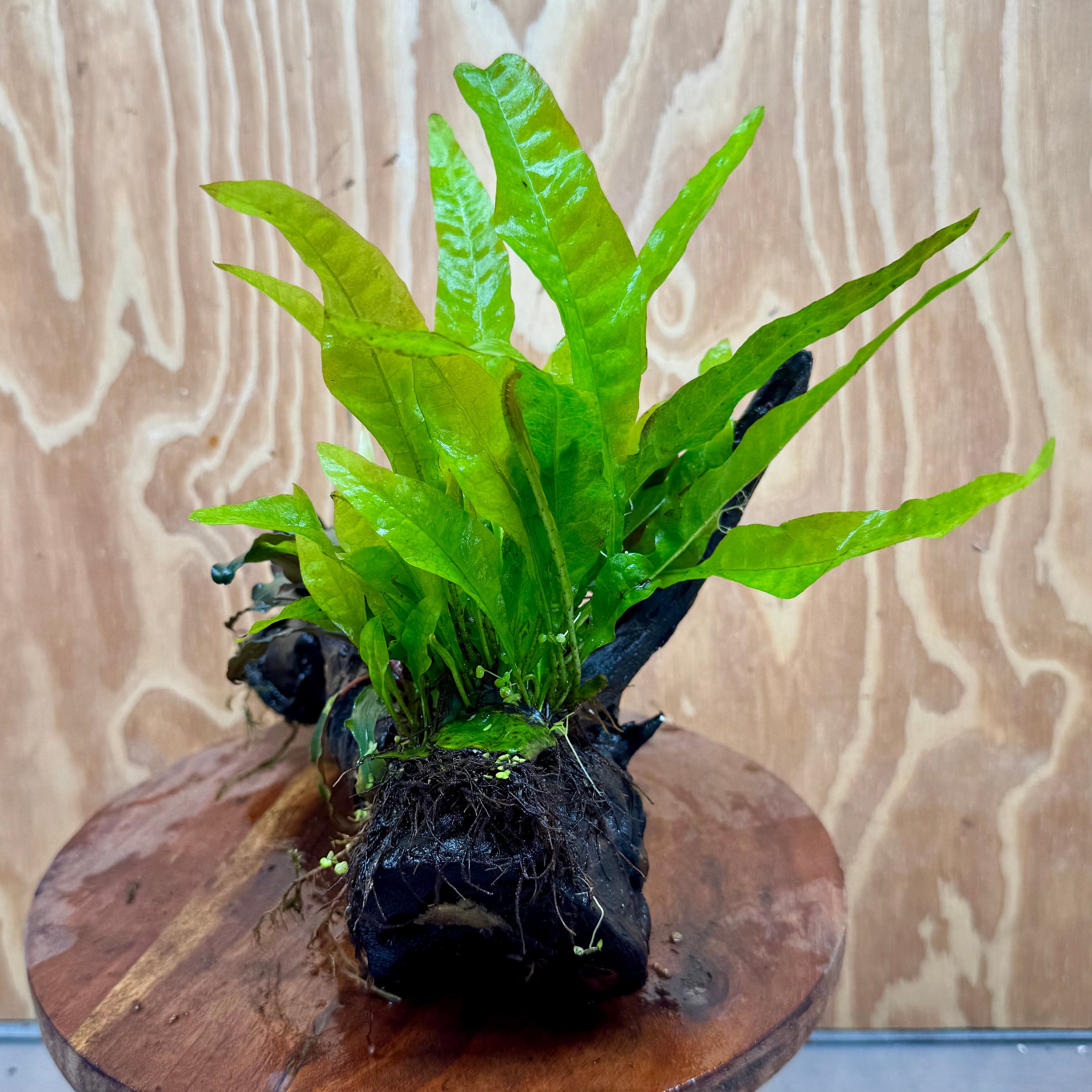 Scapeshop.com.au One Only Double Bucephalandra plus Indo Microsorum (Java Fern) Driftwood Creation - One Only - Lush Double Bucephalandra plus Indo Microsorum (Java Fern) Driftwood Creation - One Only - Lush