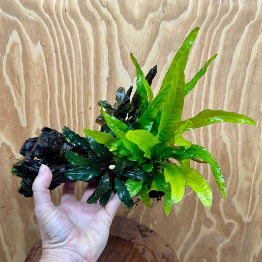 Scapeshop.com.au One Only Double Bucephalandra plus Indo Microsorum (Java Fern) Driftwood Creation - One Only - Lush Double Bucephalandra plus Indo Microsorum (Java Fern) Driftwood Creation - One Only - Lush