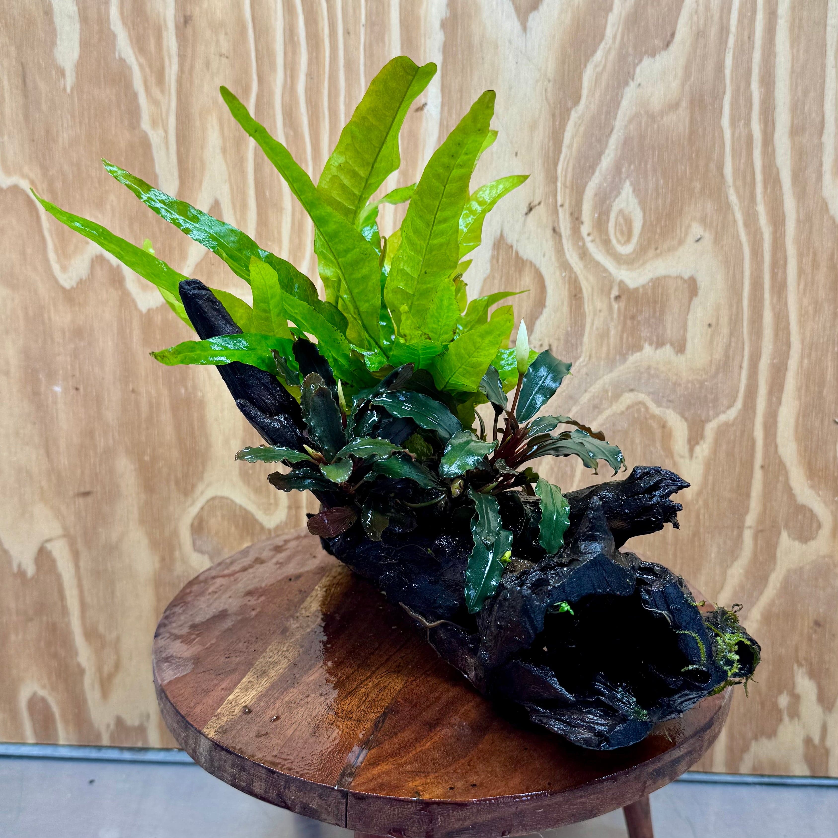 Scapeshop.com.au One Only Double Bucephalandra plus Indo Microsorum (Java Fern) Driftwood Creation - One Only - Lush Double Bucephalandra plus Indo Microsorum (Java Fern) Driftwood Creation - One Only - Lush