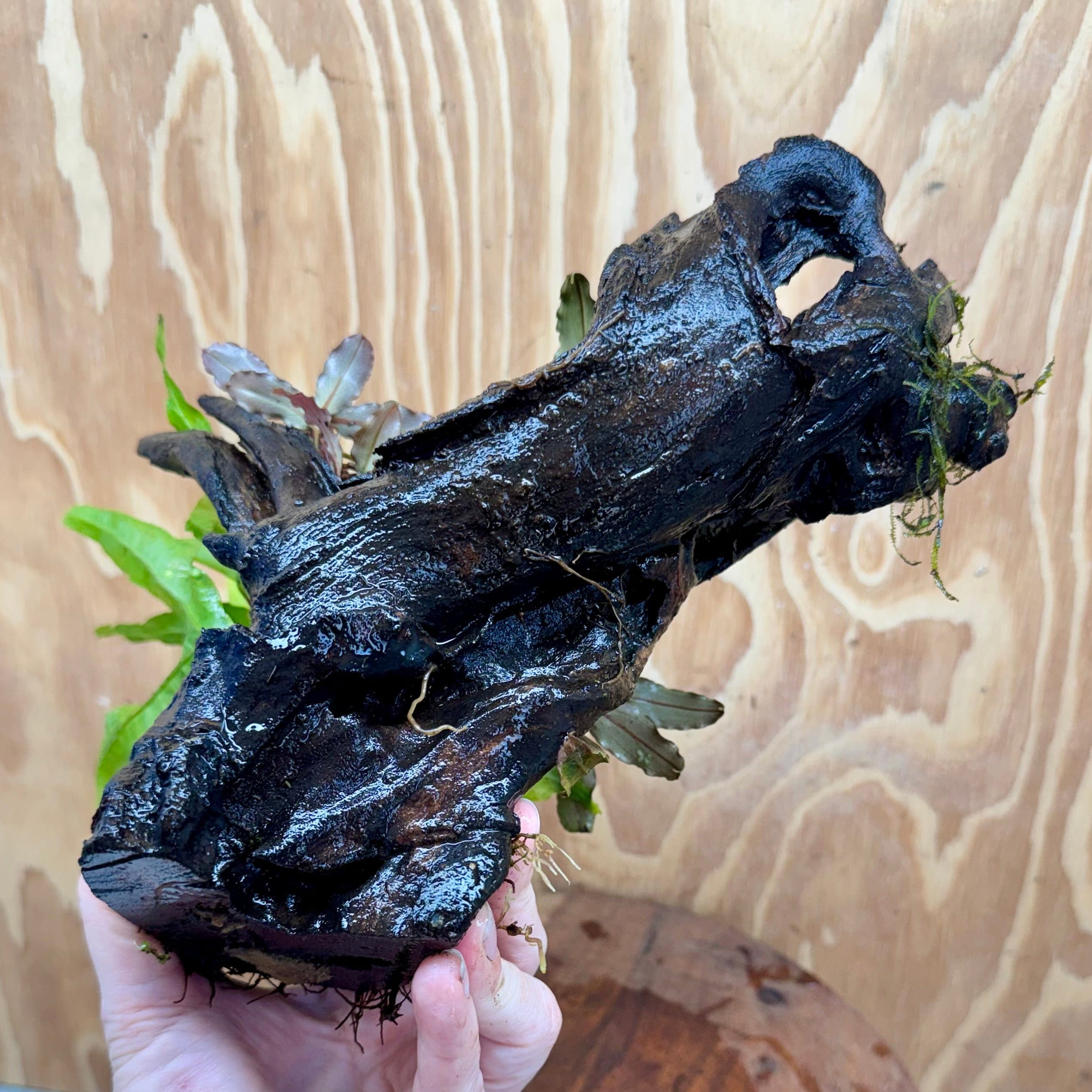Scapeshop.com.au One Only Double Bucephalandra plus Indo Microsorum (Java Fern) Driftwood Creation - One Only - Lush Double Bucephalandra plus Indo Microsorum (Java Fern) Driftwood Creation - One Only - Lush