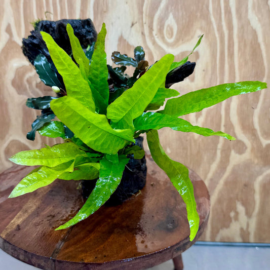 Scapeshop.com.au One Only Double Bucephalandra plus Indo Microsorum (Java Fern) Driftwood Creation - One Only - Lush Double Bucephalandra plus Indo Microsorum (Java Fern) Driftwood Creation - One Only - Lush