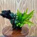 Scapeshop.com.au One Only Double Bucephalandra plus Indo Microsorum (Java Fern) Driftwood Creation - One Only - Lush Double Bucephalandra plus Indo Microsorum (Java Fern) Driftwood Creation - One Only - Lush