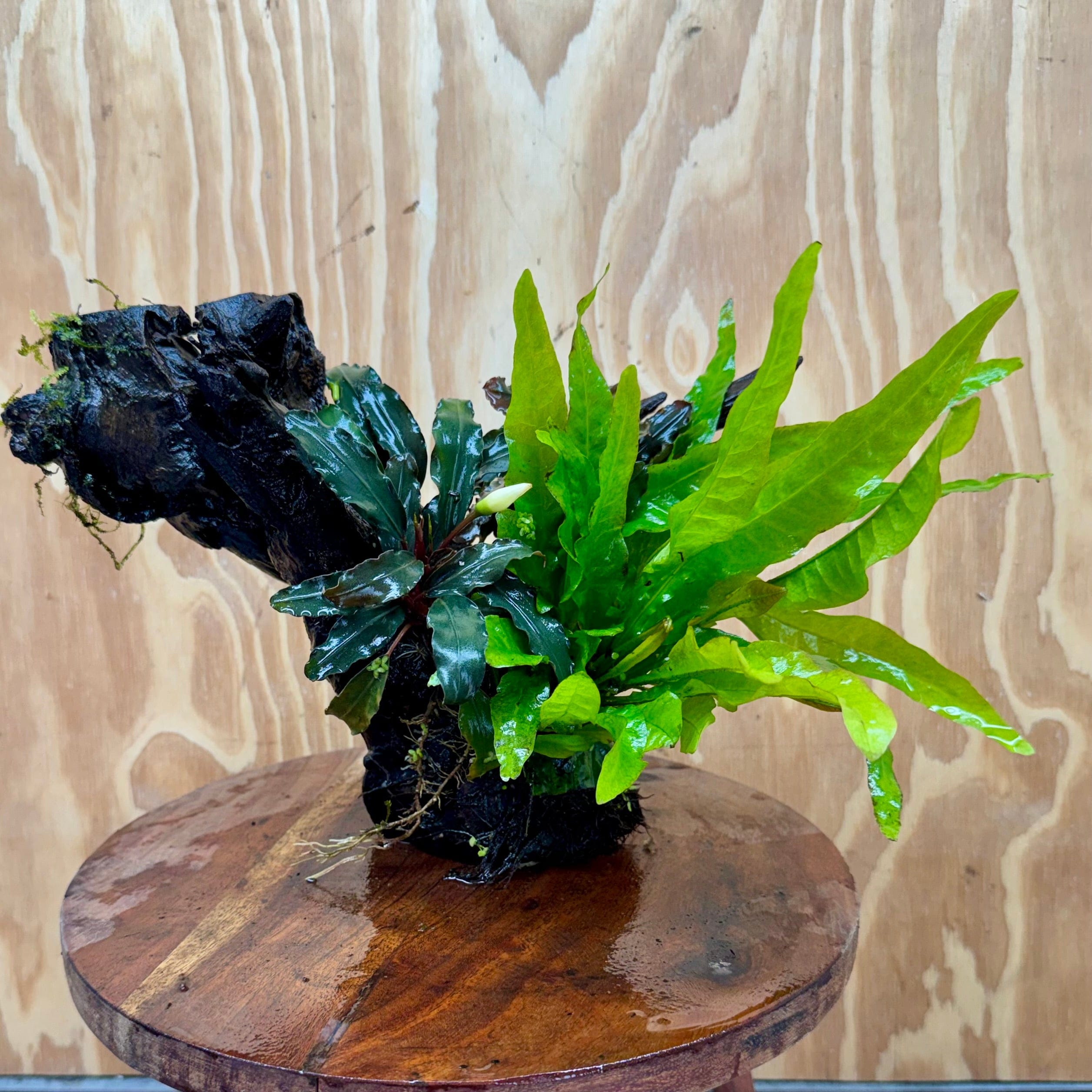 Scapeshop.com.au One Only Double Bucephalandra plus Indo Microsorum (Java Fern) Driftwood Creation - One Only - Lush Double Bucephalandra plus Indo Microsorum (Java Fern) Driftwood Creation - One Only - Lush