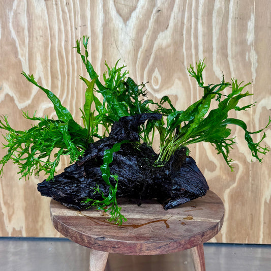 Scapeshop.com.au One Only Double Crested Microsorum (Java Fern) Driftwood Creation - One Only - Ruffled Double Crested Microsorum (Java Fern) Driftwood Creation - One Only - Ruffled