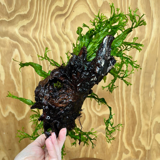 Scapeshop.com.au One Only Double Crested Microsorum (Java Fern) Driftwood Creation - One Only - Ruffled Double Crested Microsorum (Java Fern) Driftwood Creation - One Only - Ruffled