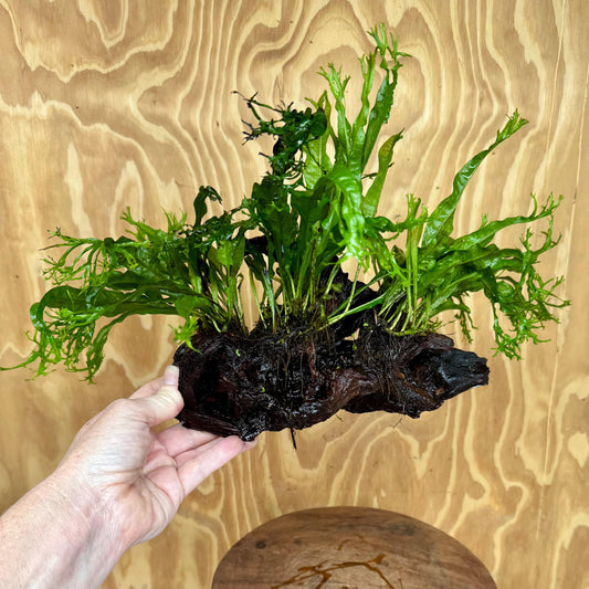 Scapeshop.com.au One Only Double Crested Microsorum (Java Fern) Driftwood Creation - One Only - Ruffled Double Crested Microsorum (Java Fern) Driftwood Creation - One Only - Ruffled
