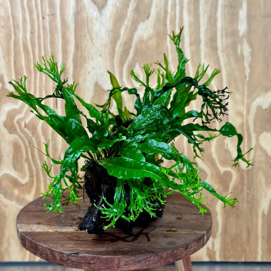 Scapeshop.com.au One Only Double Crested Microsorum (Java Fern) Driftwood Creation - One Only - Ruffled Double Crested Microsorum (Java Fern) Driftwood Creation - One Only - Ruffled