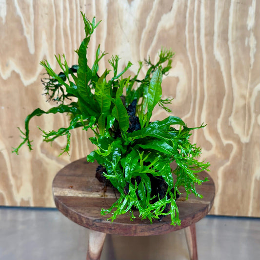 Scapeshop.com.au One Only Double Crested Microsorum (Java Fern) Driftwood Creation - One Only - Ruffled Double Crested Microsorum (Java Fern) Driftwood Creation - One Only - Ruffled
