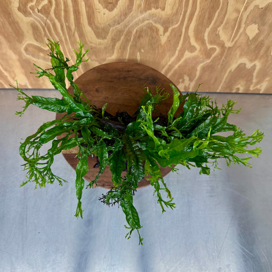 Scapeshop.com.au One Only Double Crested Microsorum (Java Fern) Driftwood Creation - One Only - Ruffled Double Crested Microsorum (Java Fern) Driftwood Creation - One Only - Ruffled