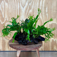 Scapeshop.com.au One Only Double Crested Microsorum (Java Fern) Driftwood Creation - One Only - Ruffled Double Crested Microsorum (Java Fern) Driftwood Creation - One Only - Ruffled