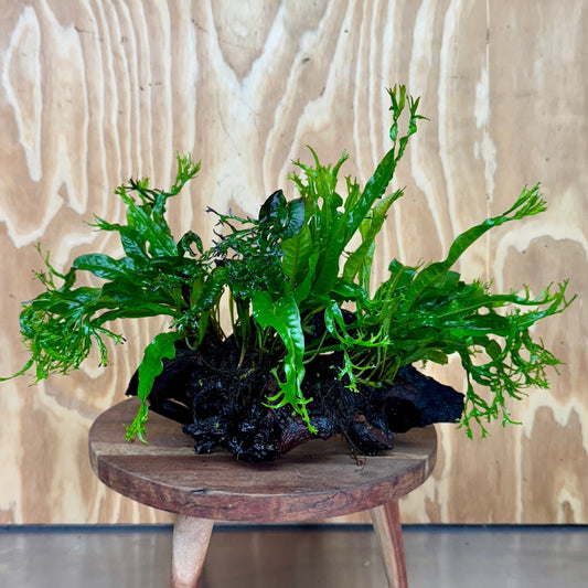 Scapeshop.com.au One Only Double Crested Microsorum (Java Fern) Driftwood Creation - One Only - Ruffled Double Crested Microsorum (Java Fern) Driftwood Creation - One Only - Ruffled