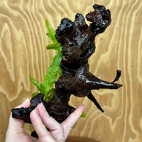 Scapeshop.com.au One Only Double Indo Microsorum Driftwood Creation - One Only - Sensational Double Indo Microsorum Driftwood Creation - One Only - Sensational