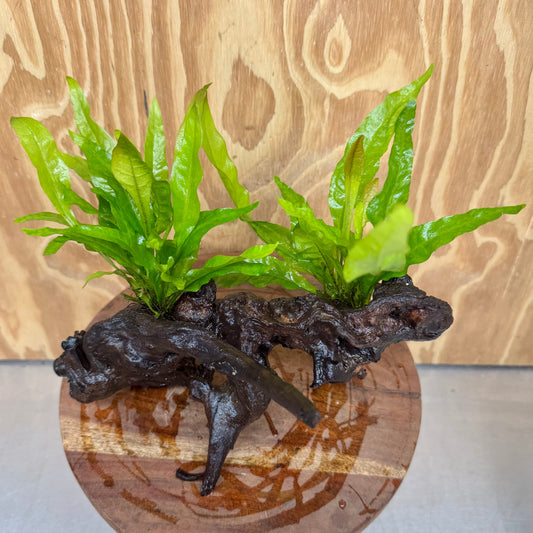 Scapeshop.com.au One Only Double Indo Microsorum Driftwood Creation - One Only - Sensational Double Indo Microsorum Driftwood Creation - One Only - Sensational