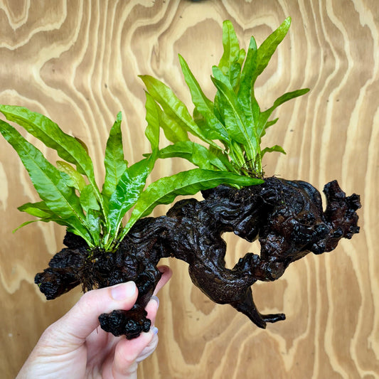 Scapeshop.com.au One Only Double Indo Microsorum Driftwood Creation - One Only - Sensational Double Indo Microsorum Driftwood Creation - One Only - Sensational