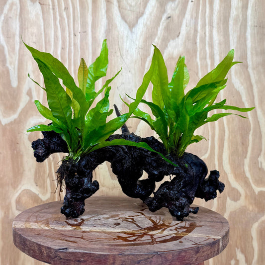 Scapeshop.com.au One Only Double Indo Microsorum Driftwood Creation - One Only - Sensational Double Indo Microsorum Driftwood Creation - One Only - Sensational